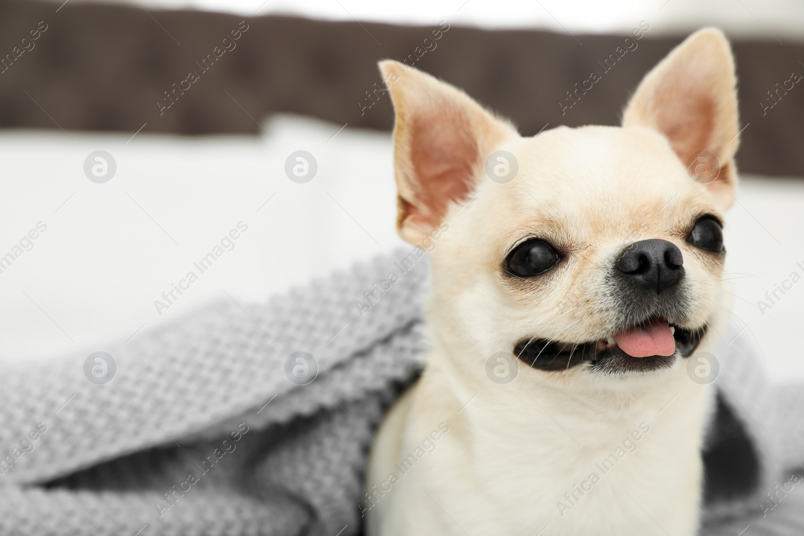 Photo of Adorable Toy Terrier under light blue knitted blanket on bed. Domestic dog