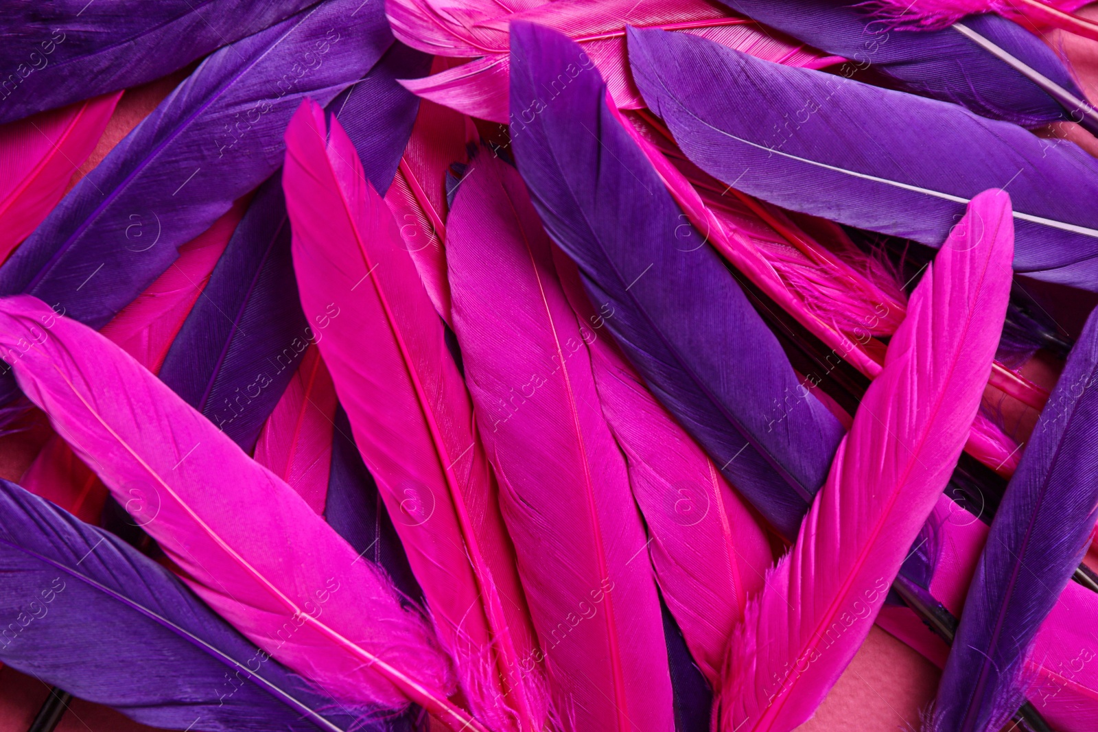 Photo of Many beautiful purple and pink feathers as background, closeup