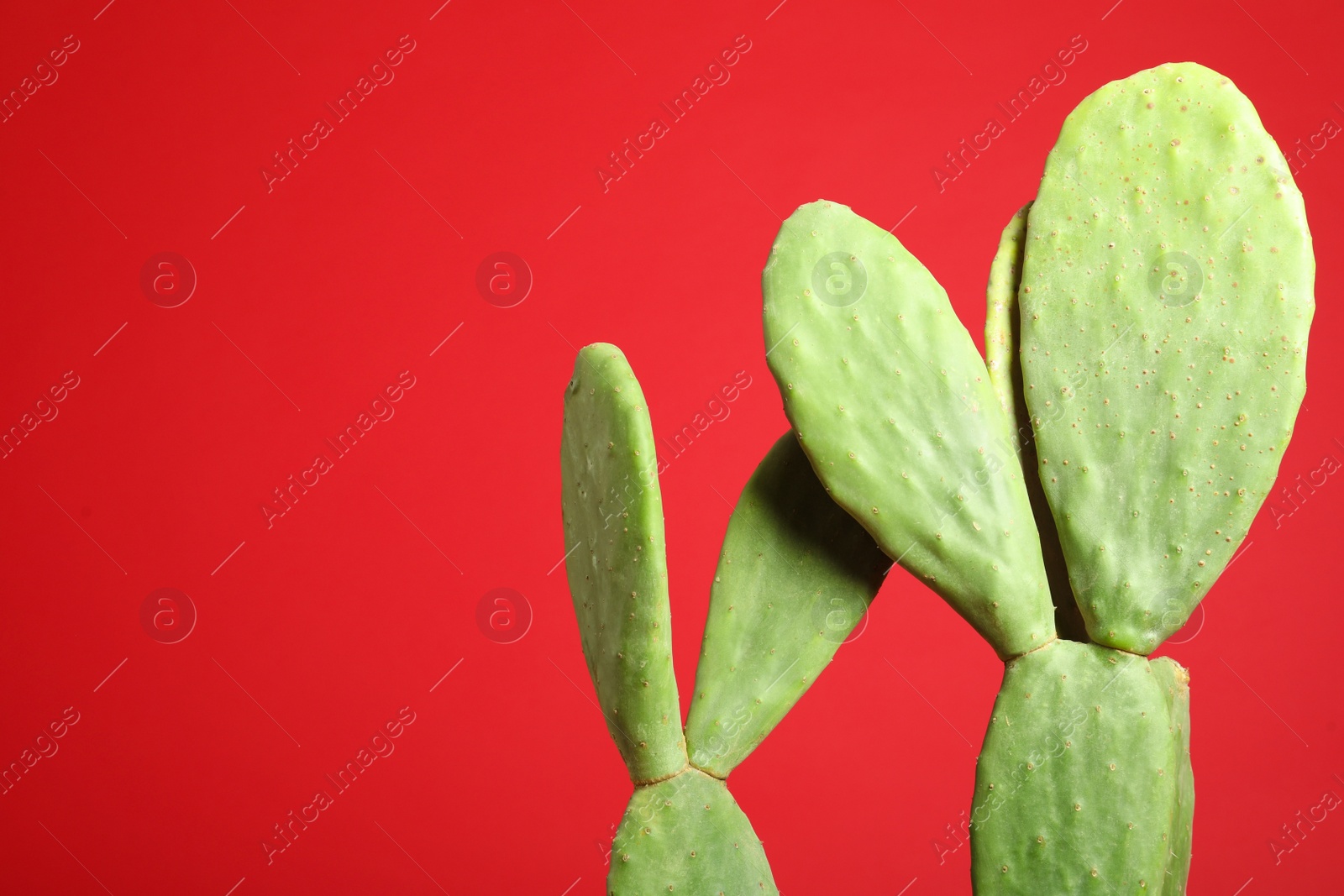 Photo of Beautiful cactus on red background, space for text. Tropical plant