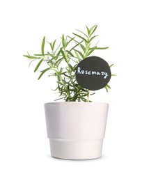 Image of Green rosemary with tag in pot isolated on white