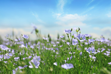 Photo of Beautiful view of blooming flax field on summer day