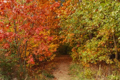 Trail and beautiful trees in forest. Autumn season
