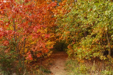 Photo of Trail and beautiful trees in forest. Autumn season