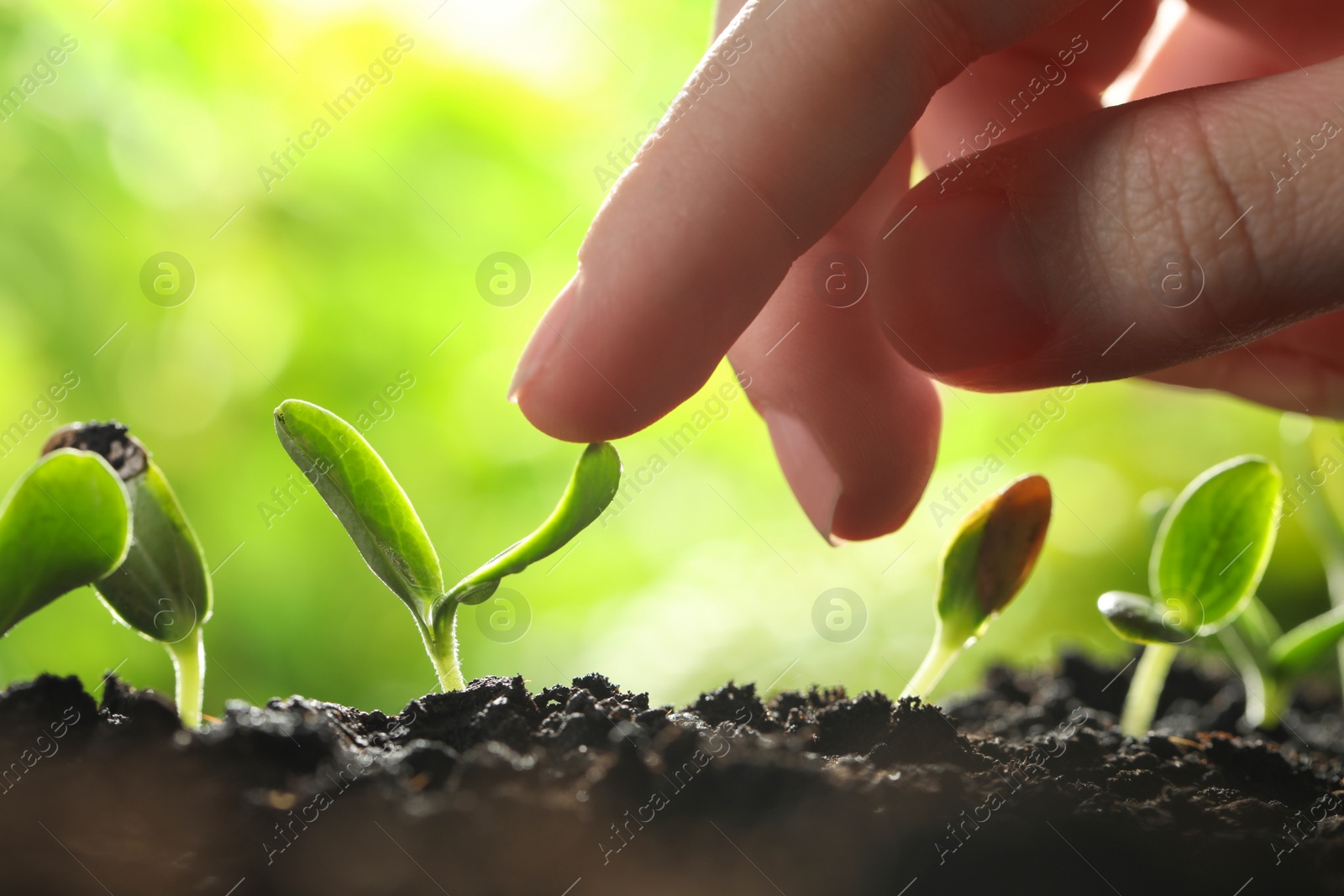 Photo of Woman touching young vegetable seedling outdoors, closeup