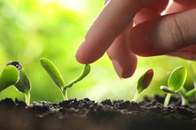 Photo of Woman touching young vegetable seedling outdoors, closeup