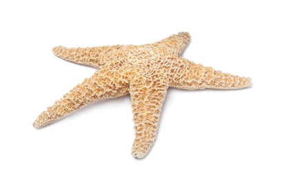 Photo of Beautiful sea star isolated on white. Beach object