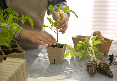 Woman planting tomato seedling into peat pot at table, closeup