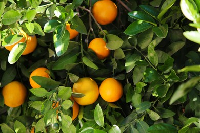 Tree with fresh ripe oranges on sunny day