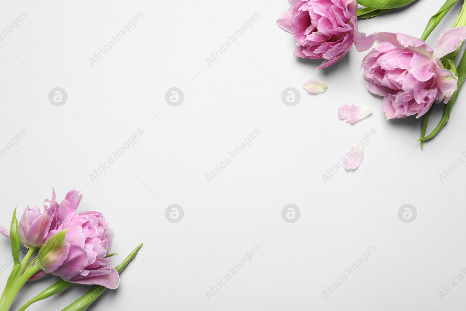 Photo of Beautiful colorful tulip flowers on white background, top view. Space for text