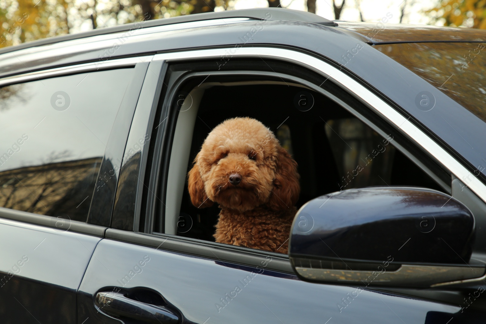 Photo of Cute dog in black car, view from outside