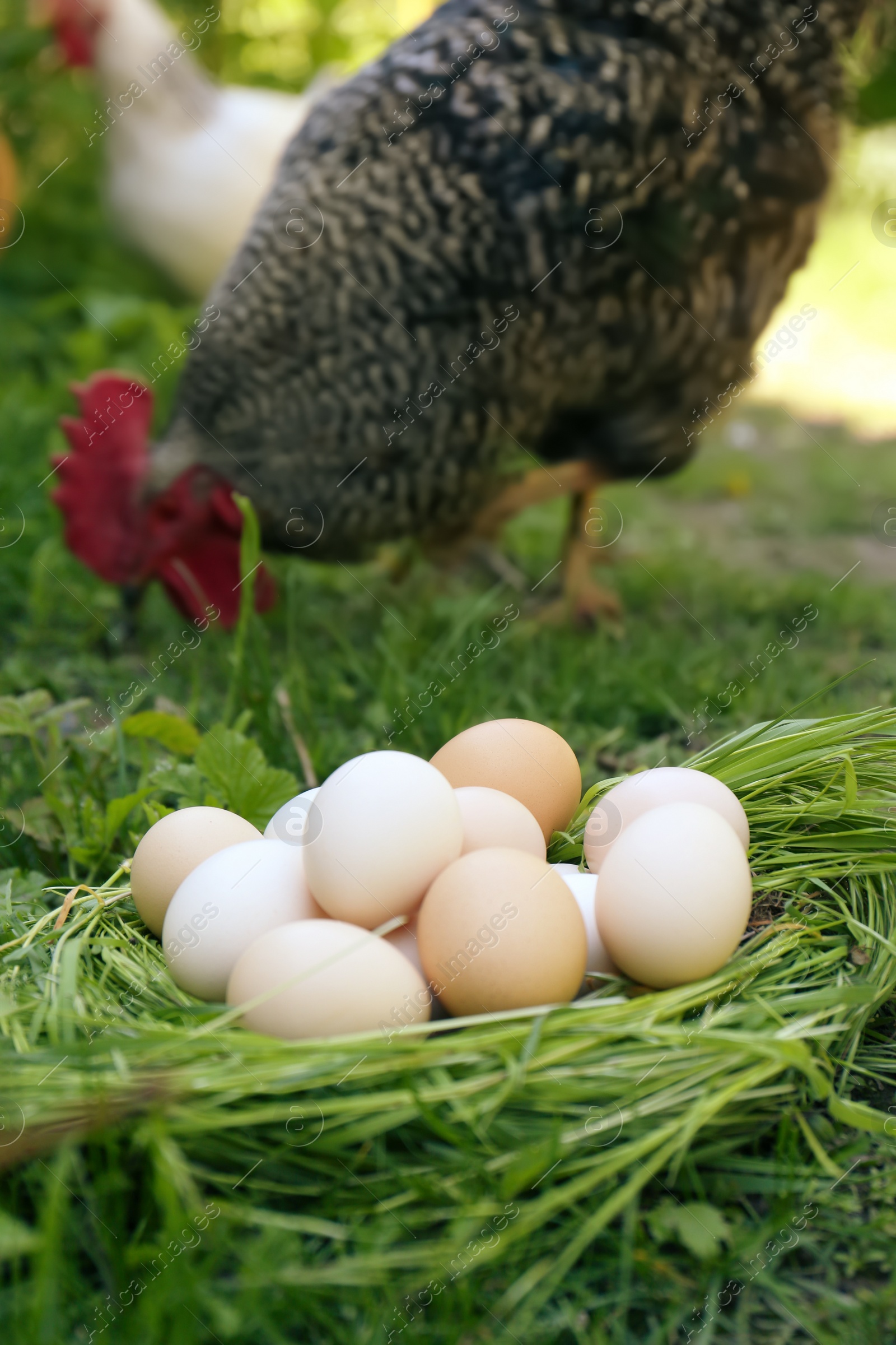 Photo of Fresh raw eggs in nest and peacock outdoors