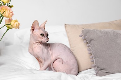 Cute Sphynx cat near beautiful roses on bed at home. Lovely pet