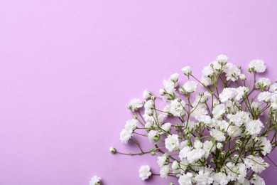 Photo of Beautiful gypsophila flowers on violet background, top view. Space for text