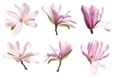 Image of Set with beautiful magnolia flowers on white background