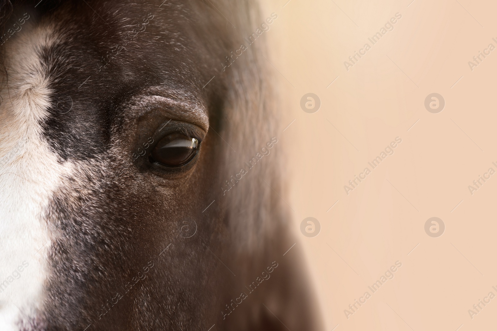 Image of Cute pet horse on beige background, closeup view