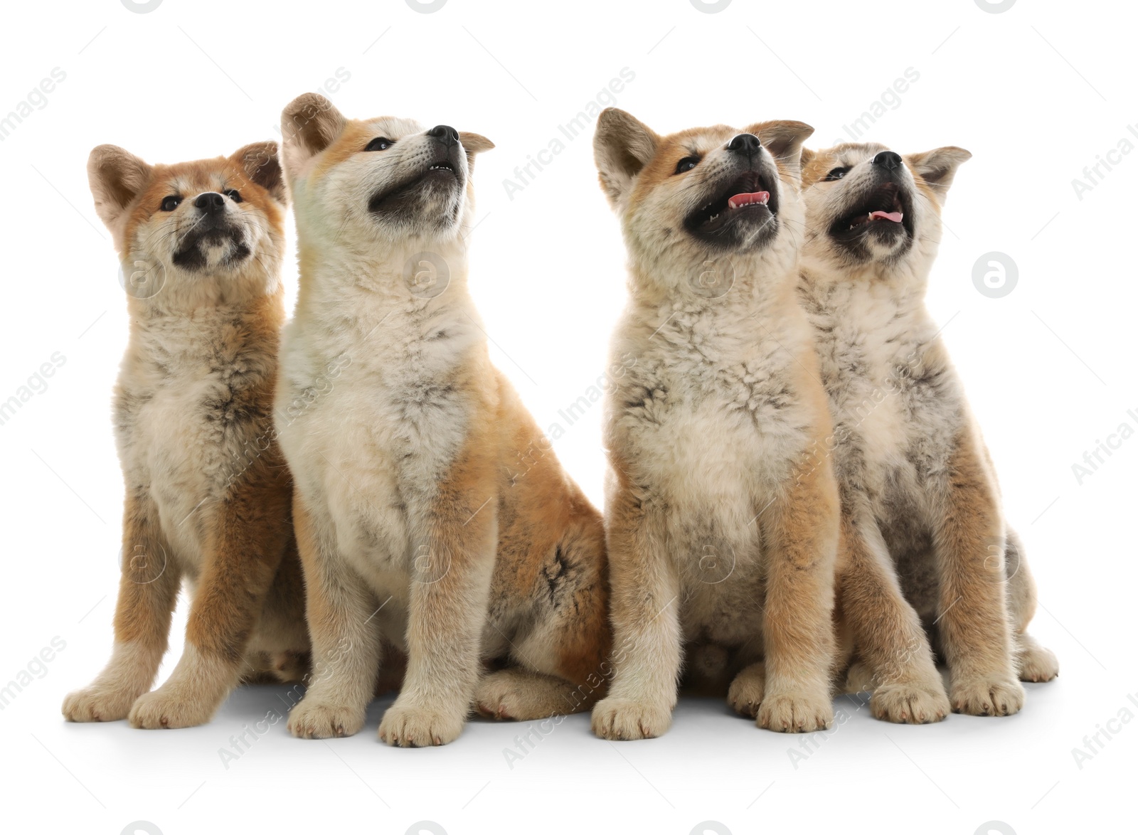 Photo of Cute akita inu puppies isolated on white