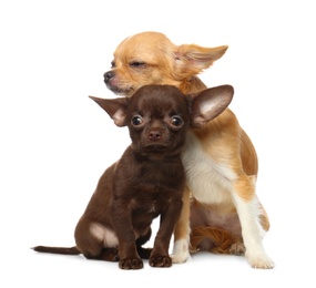 Photo of Cute small Chihuahua dogs on white background