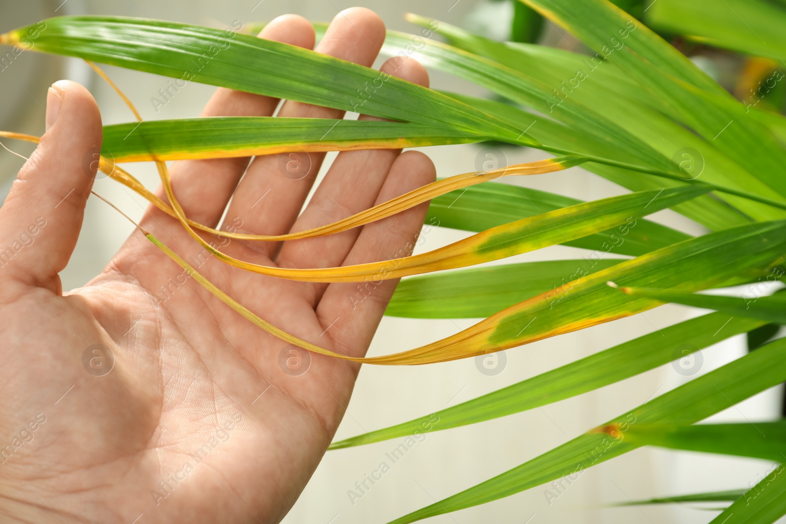 Photo of Woman near houseplant with leaf blight disease, closeup