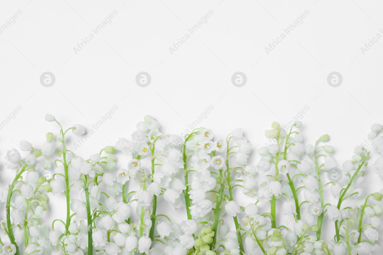 Photo of Beautiful lily of the valley flowers on white background, flat lay. Space for text