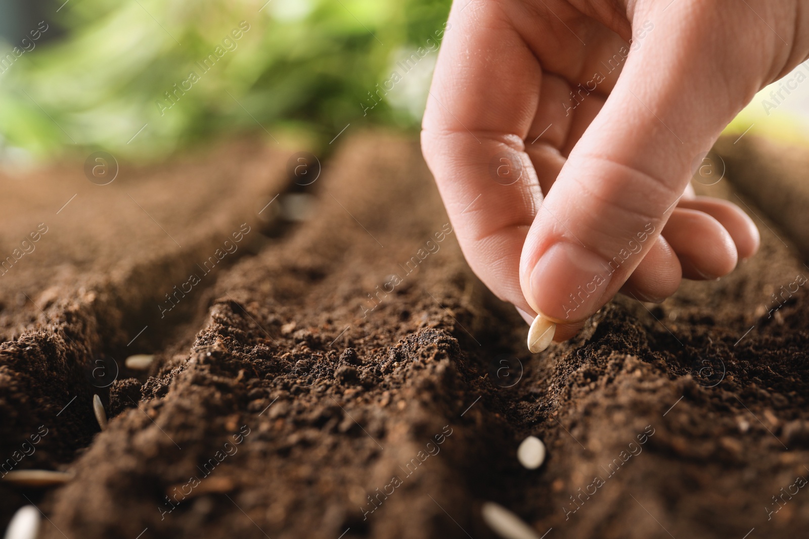 Photo of Farmer planting seeds into fertile soil, closeup with space for text. Gardening time