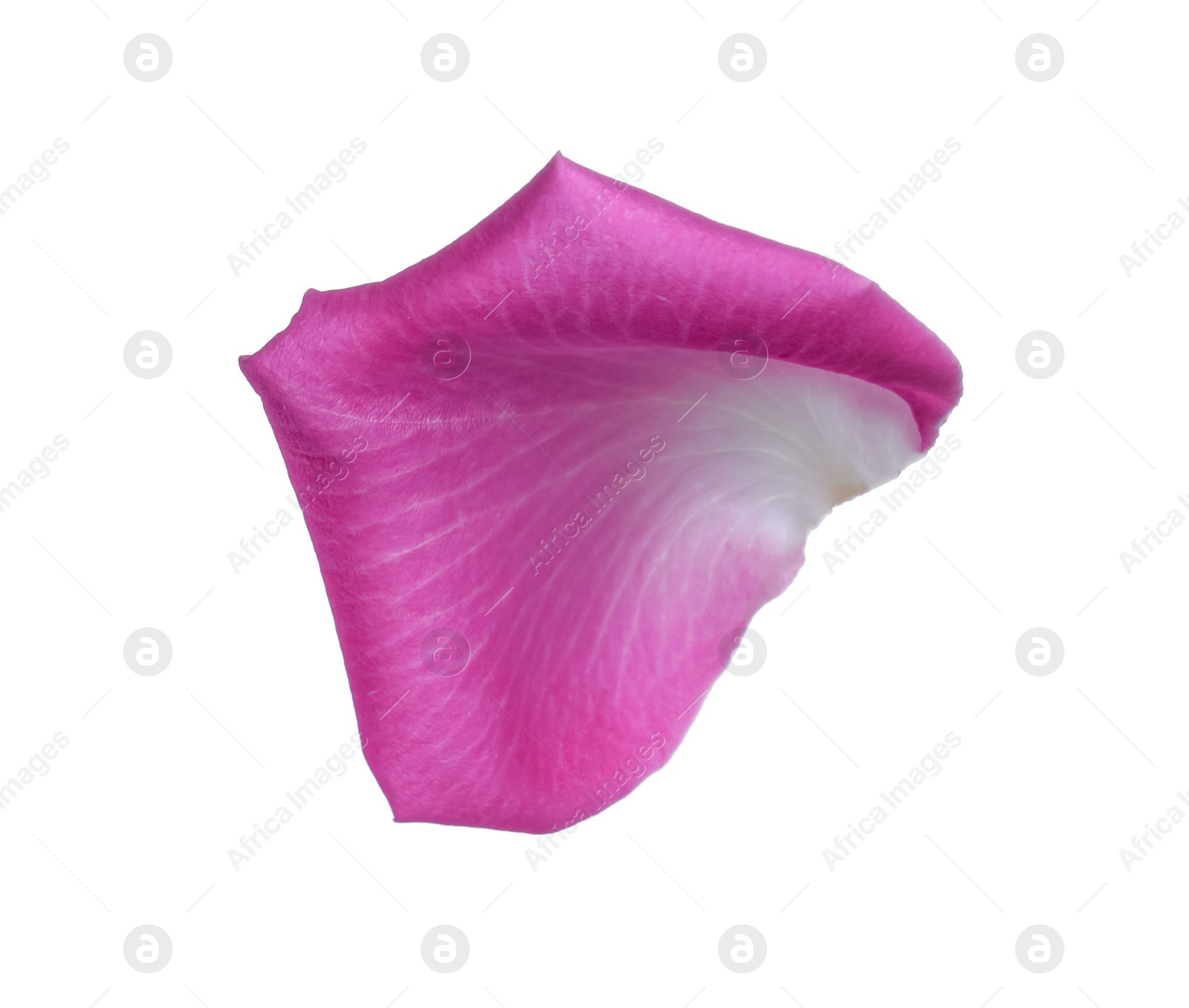 Photo of Pink rose flower petal on white background