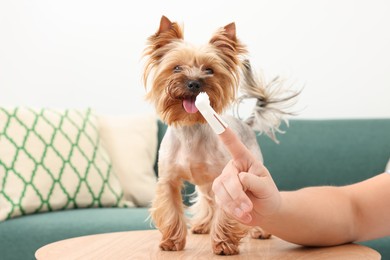 Man brushing dog's teeth on wooden table, closeup