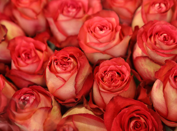 Photo of Beautiful roses as background, closeup. Floral decor