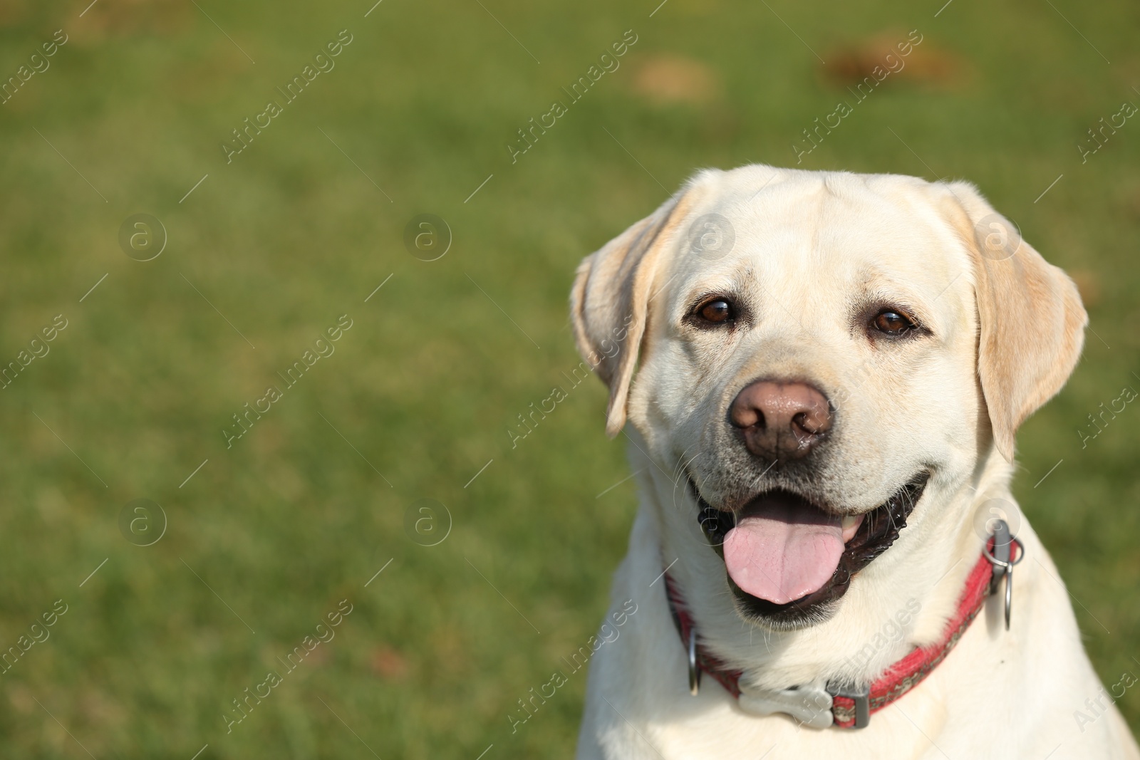 Photo of Yellow Labrador outdoors on sunny day. Space for text