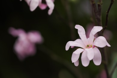 Photo of Closeup view of beautiful blooming magnolia tree outdoors. Space for text