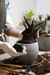 Woman transplanting Haworthia into pot at table indoors, closeup. House plant care