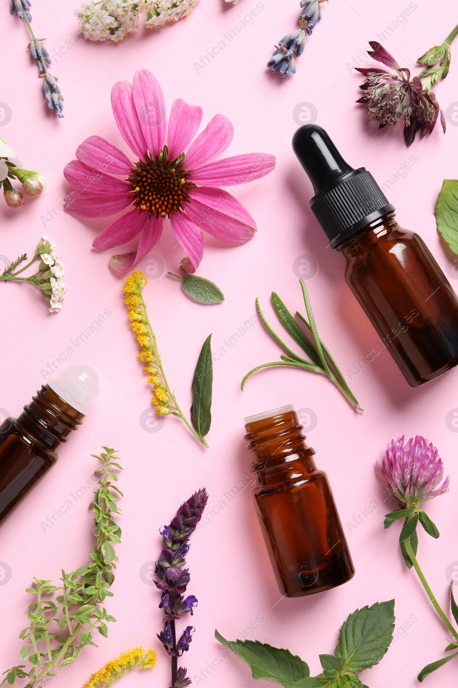 Photo of Bottles of essential oils, different herbs and flowers on pink background, flat lay