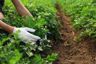 Photo of Woman gathering fresh green parsley in field, closeup. Organic farming