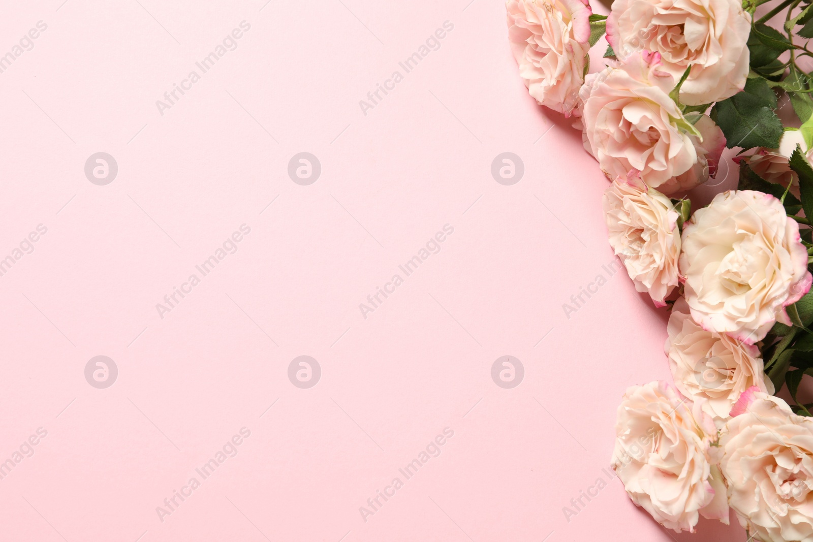 Photo of Happy Mother's Day. Beautiful roses on pink background, flat lay. Space for text