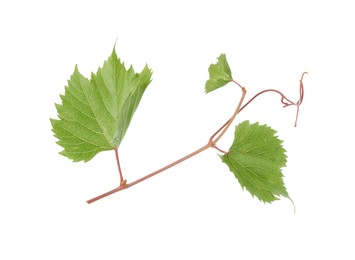 Photo of Grape vine with leaves isolated on white