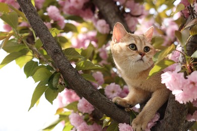 Photo of Cute cat on blossoming spring tree outdoors