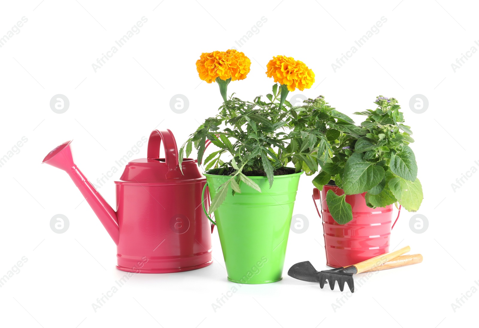 Photo of Plants and gardening tools on white background