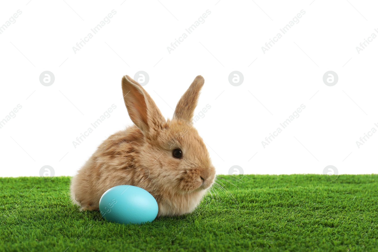 Photo of Adorable furry Easter bunny and dyed egg on green grass against white background, space for text