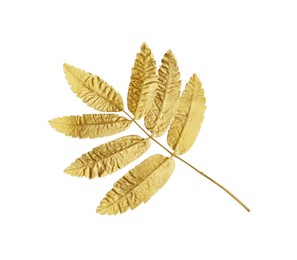 Twig of golden rowan leaves isolated on white. Autumn season