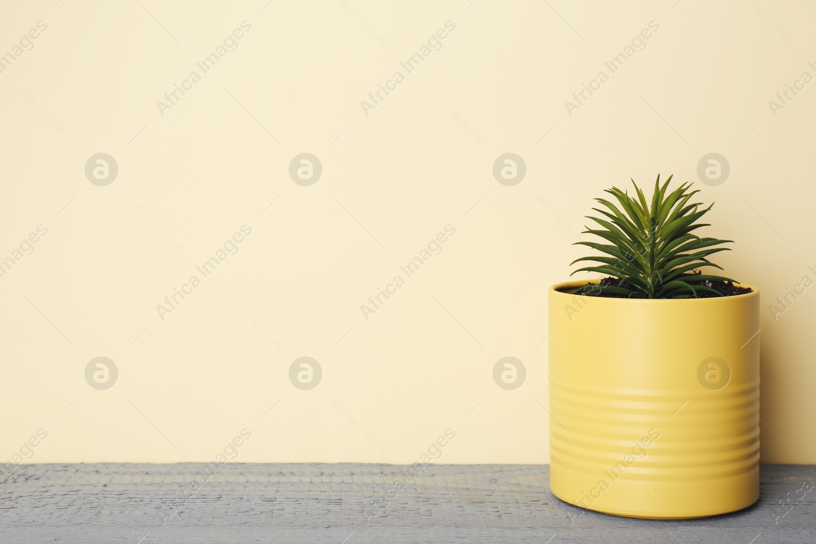 Photo of Beautiful echeveria plant in tin can on grey wooden table. Space for text