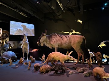 Photo of Leiden, Netherlands - November 19, 2022: Museum exhibition with different stuffed animals. Environmental education