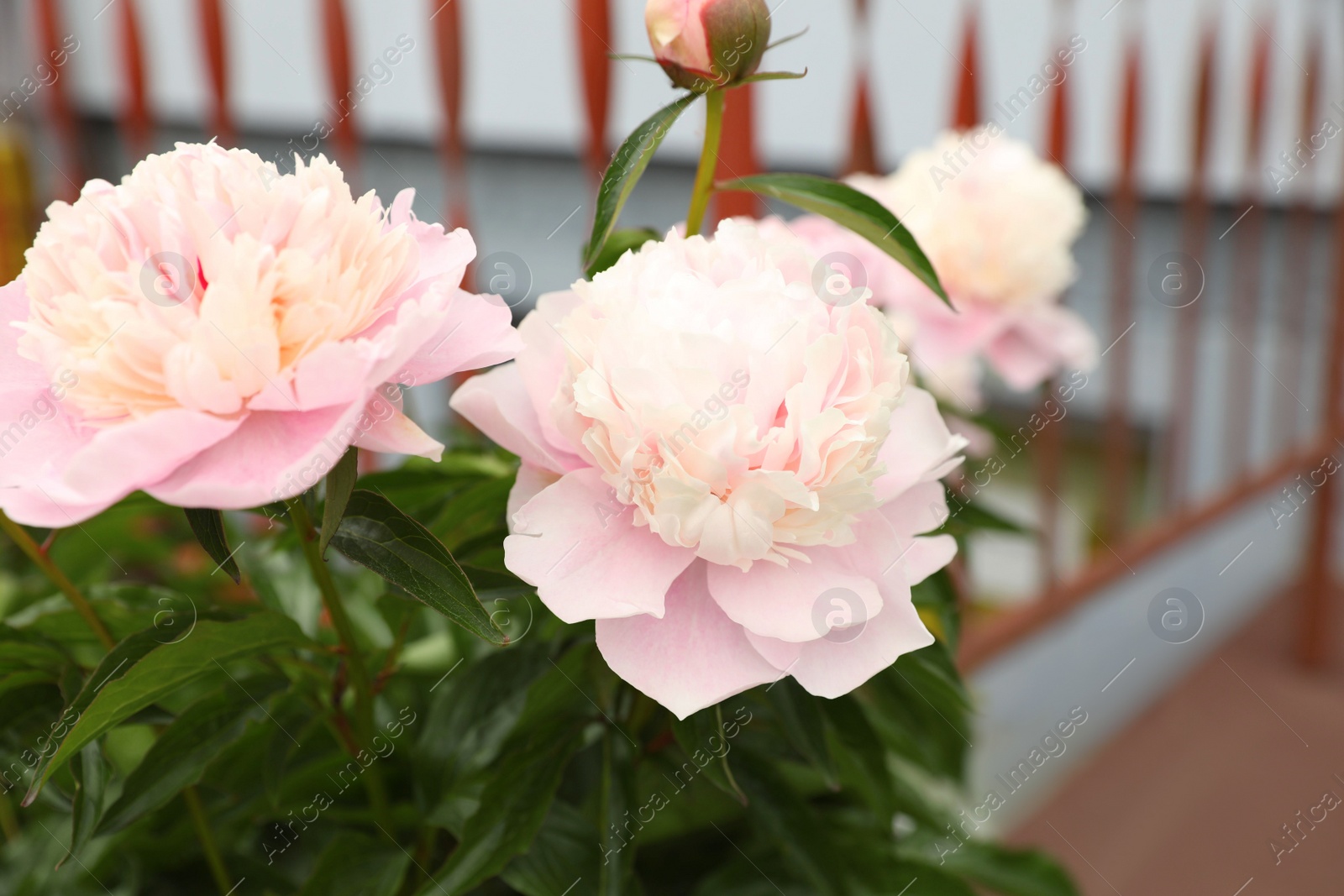 Photo of Beautiful blooming pink peony flowers in garden, closeup