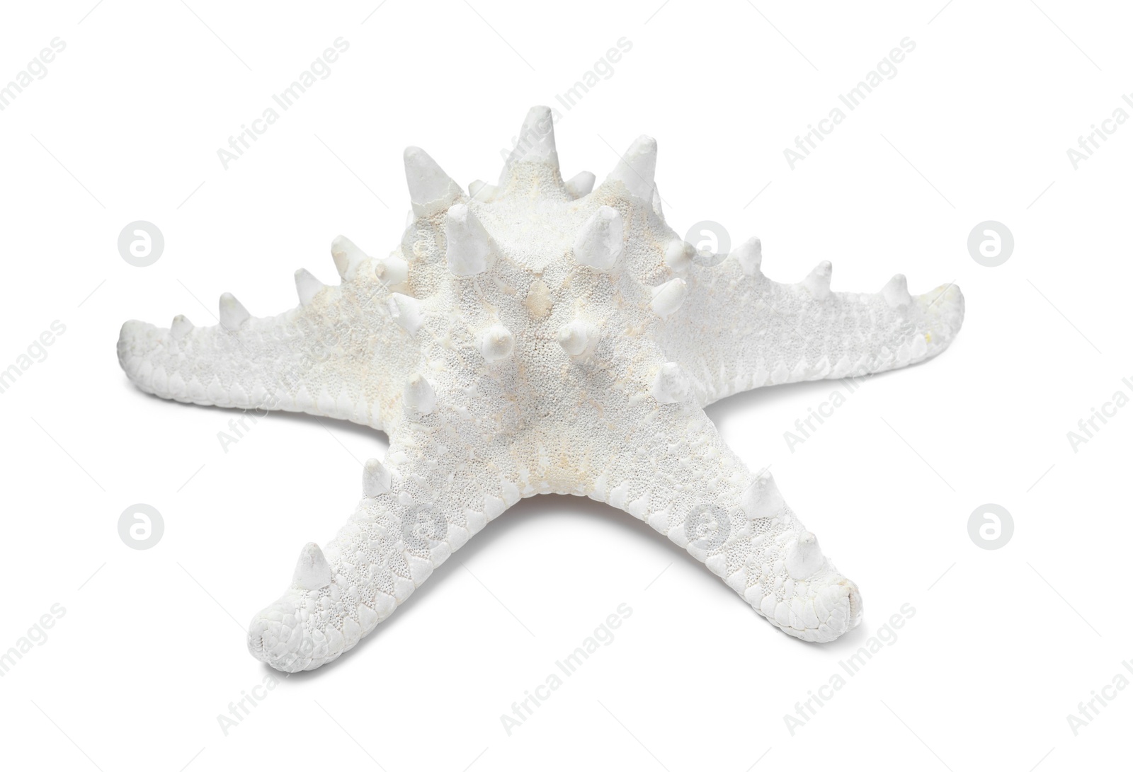 Photo of Beautiful sea star isolated on white. Beach object