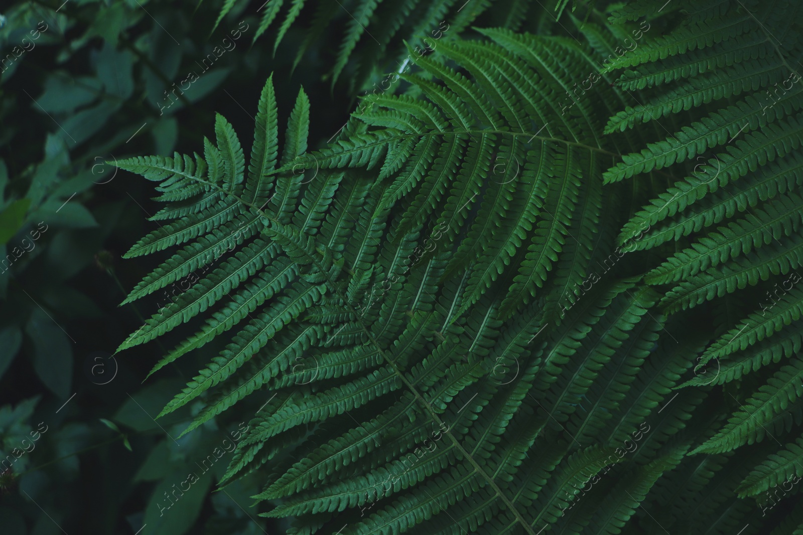 Photo of Beautiful fern with lush green leaves growing outdoors, closeup