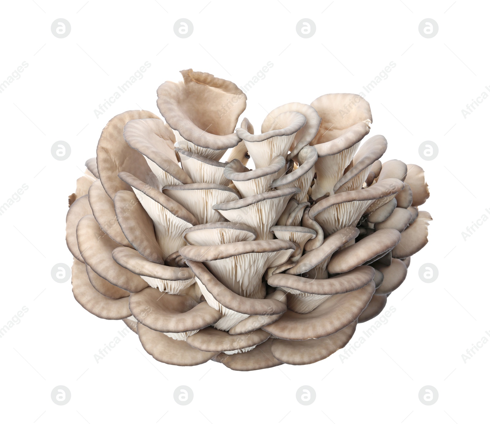 Photo of Delicious organic oyster mushrooms on white background