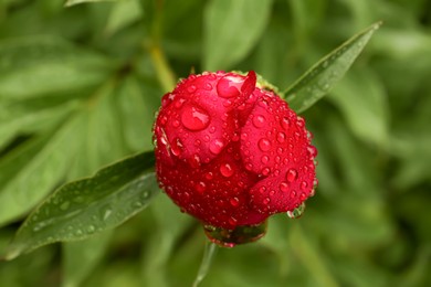 Photo of Beautiful red peony bud with dew drops outdoors, closeup