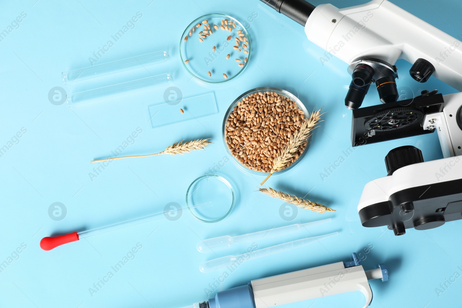 Photo of Food quality control. Microscope, petri dishes with wheat grains and other laboratory equipment on light blue background, flat lay