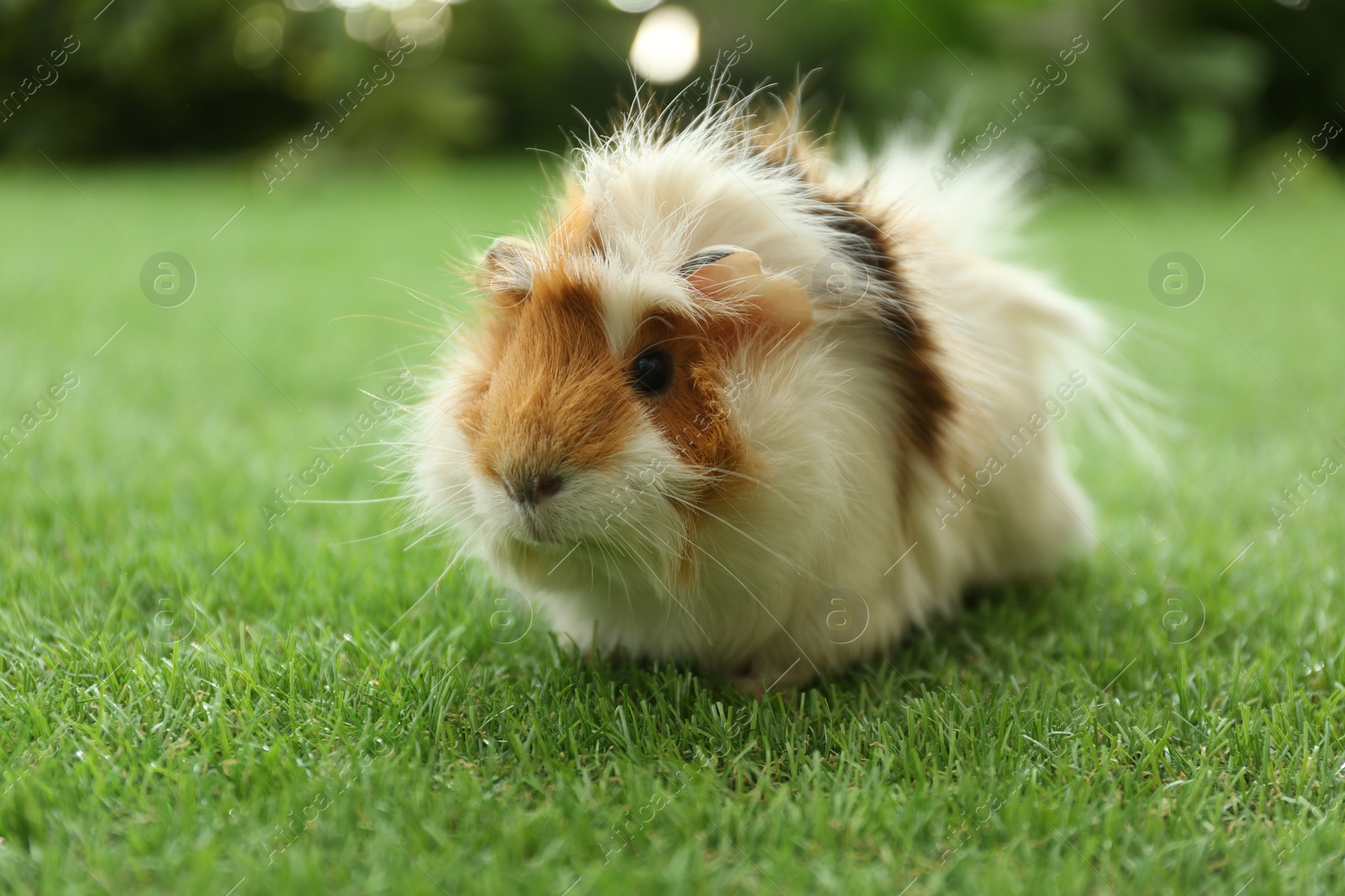 Photo of Cute guinea pig on green grass in park