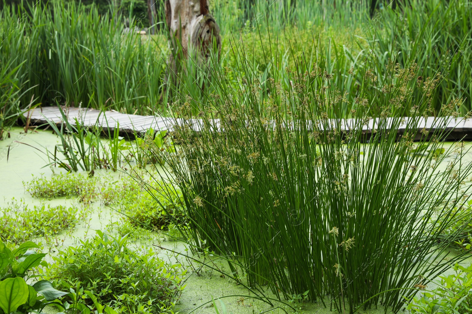 Photo of Beautiful view green swamp with different wild plants