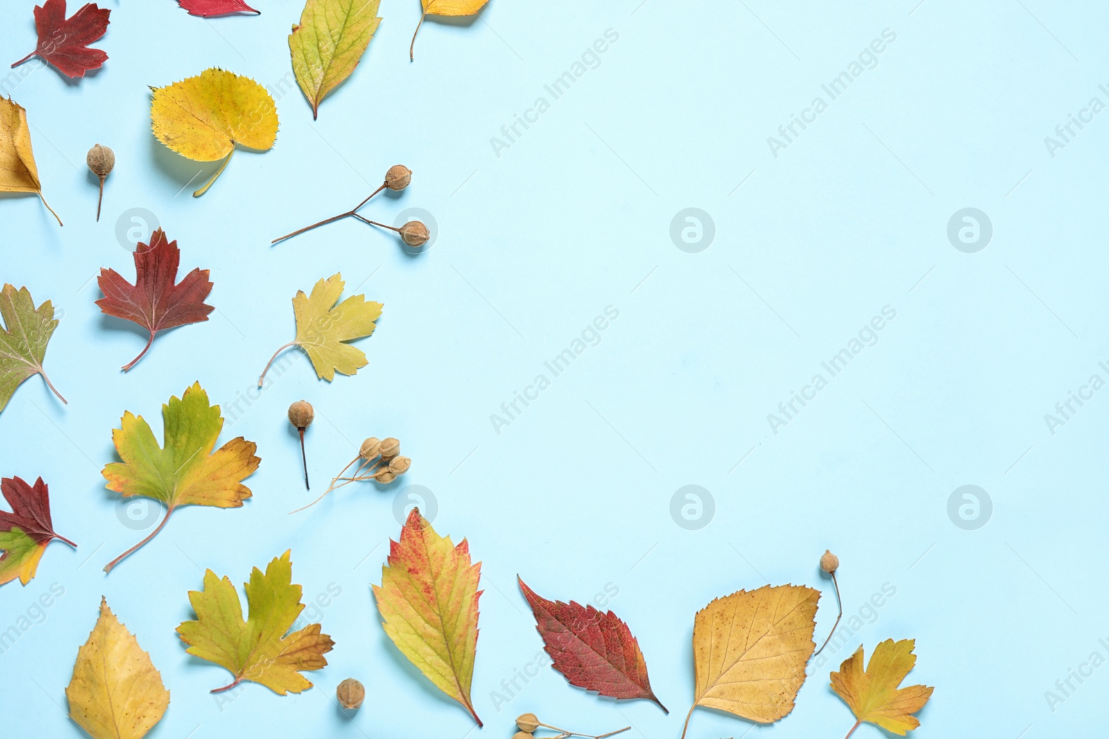 Photo of Flat lay composition with autumn leaves on light blue background. Space for text