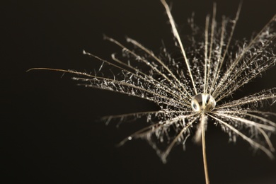 Dandelion seed with dew drop on black background, close up